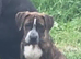 Rehoming our beautiful presa canario