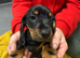 Only 1 girl left very small dachshund girl