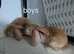 5 mix French lops & 1 100% French lop