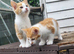 Beautiful kitten looking good a home