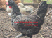 Chickens for sale