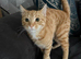 2 cats for sale