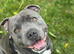 Blue staffy stud