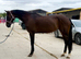 15.2 7 year old genuine mare.