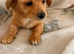 10 weeks old Chihuahua cross