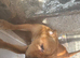Looking to rehome my to sisters together only
