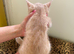 Beautiful Kittens, Ginger, Tortishell