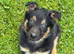 Beautiful Puppies for Sale