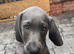 KC Weimaraner Girl - Ready for Her Forever Home