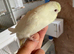 Tame baby budgies