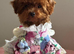 Asian poodle puppy girl