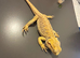 Lumpy needs a loving home