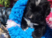 Gorgeous bernedoodle puppied