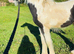 Batboy colt foal