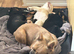 Gorgeous KC Fluffy French Bulldog Puppies