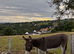 Driving donkey
