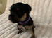 Yorkie/Chihuahua