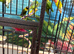 Baby lovebirds