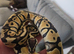 6 ball pythons and 1 carpet python looking for new homes