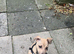 4 month old greyhound pup