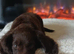 Sprocker puppy