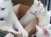 White Husky Pups looking for their forever homes
