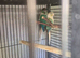 Bonded Proven Pair GCC