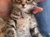 Tabby kitten