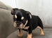 French bulldog puppies