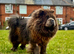 Exotic rare colour bear face chow chow puppies