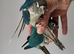 Handreared Tame Baby Violet and Blue Conure babies