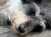 Rehoming Buddy- Jack Russel Mix 2 years old (born Sept.)