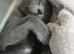 1 year old grey Male cat