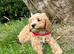 Cavachon x toy poodle puppies
