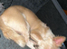 2 Girls for rehoming