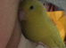 Stunning Parrotlet for rehome