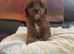 Cavapoo girl puppy