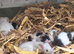 Baby mice available