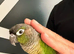 Baby green check conure tame