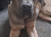 Cane Corso