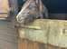 Beck 15 month old cob filly