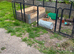 Two spayed Rex females for sale