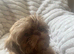 Imperial shihtzu puppies
