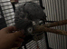 Talking african grey