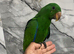 Baby HabdReared Super Tame Cuddly Eclectus Parrot,29