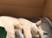 British shorthair kittens