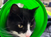Lucky (adult cat )
