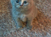 British shorthair kitten female