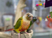 Green cheek conure