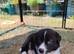 Border Collie/Husky Cross Puppies
